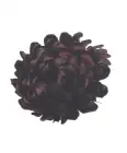 Chryzantéma hlava 7 cm, bordo 