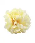 Chryzantéma hlava 9 cm, žluto krémová 