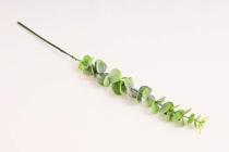 Eukaliptus 60 cm, světle zelený 