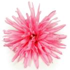 Hlava chryzantéma 13 cm, růžová 
