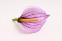 Kala mini 9 cm, fialová 