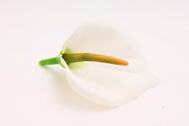 Kala mini 9 cm, krémová 