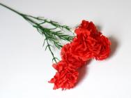 Karafiát mini, 5 květů, 50 cm, červený 