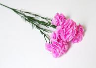 Karafiát mini, 5 květů, 50 cm, fialová 