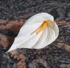 Květ kala 12 cm krémová č.6 