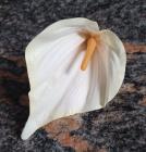 Květ kala 12 cm krémová č.8 