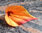 Květ kala 12 cm oranžová č. 3 
