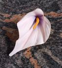 Květ kala 12 cm růžová č.7 