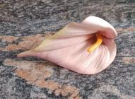 Květ kala 12 cm starorůžová č.4 