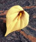 Květ kala 12 cm žlutá č.2 