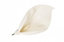 Květ kala 20 cm bílá 