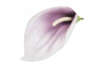 Květ kala 20 cm bledě fialová 