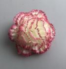 Květ karafiát 8 cm - krémovo-růžová 