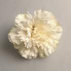 Květ karafiát 8 cm - meruňkový 