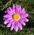 Květ kopretina 6 cm fialová 