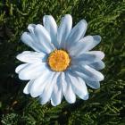 Květ kopretina 6 cm světle modrá 