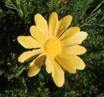 Květ kopretina 6 cm žlutá 