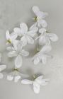 Květ sakura 5-7 cm bílý 