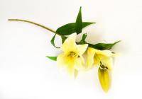 Lilie, 2 květy, 74 cm  *