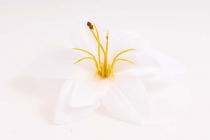 Lilie květ 16 cm bílá 