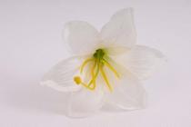 Lilie květ 9 cm krémová 