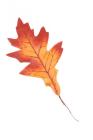List dubu podzimní 23 cm, červeno-oranžová 