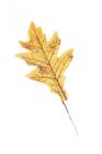 List dubu podzimní 23 cm, žlutý 