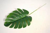 List monstera 41cm 