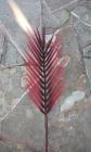 List palmy 60 cm, červená 