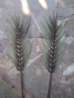 List palmy 60 cm, zeleno-šedý 