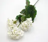 Muškát 3 květy 69 cm bílý 