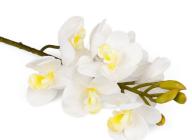 Orchidej 8 květů, 62 cm, bílá 