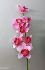 Orchidej cymbidium 82 cm růžová 