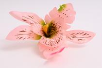 Orchidej vazbová 15 cm, růžová 