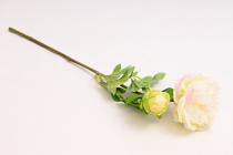 Pivoňka s poupětem 62 cm, krémová 