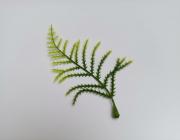 Plumozus větvička 10 cm, zelená 