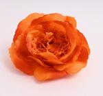 Růže divoká 11 cm oranžová 
