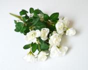 Růže divoká, 40 cm 