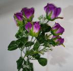 Růže s 6 květy, tmavě fialová 