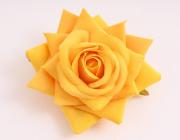 Růže sametová 9 cm, žlutá 