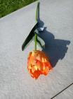 Tulipán jednotlivý 2 listy oranžový 