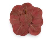 Umělý list eukalyptus, bordo 