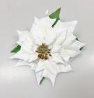 Vánoční hvězda květ ( poinsettia ) 18 cm, bílá 