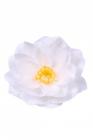 Vazbový květ leknínu 11 cm, bílý 