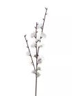 Větev jabloň 52 cm, bílá 