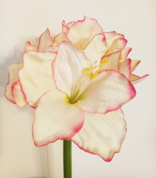 amarylis-kvet-70-cm-kvemovy-s-ruzovym-okrajem_9306_19867.jpg