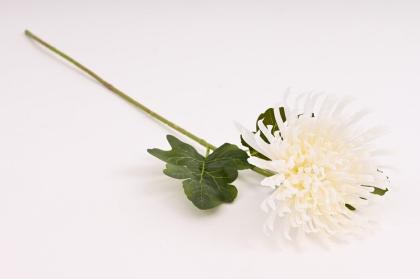 chryzantema-72-cm-bila_12081_34847.jpg