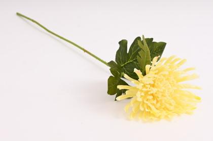 chryzantema-72-cm-kremova_12082_34858.jpg