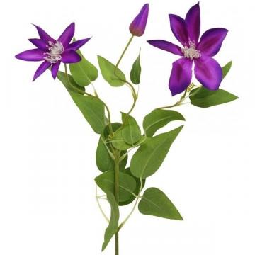 clematis-50-cm-fialovy_8790_17585.jpg