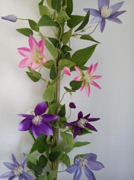 clematis-68cm-ruzovy_8323_15610.jpg